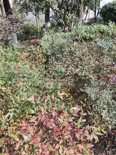 多彩灌木丛景观