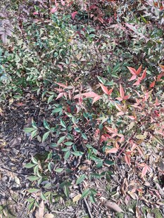 地面上的多彩植物