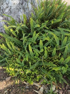 绿叶丛生的植物景观