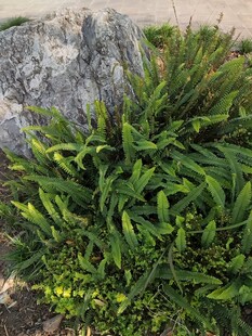 石边翠绿植物生机盎然