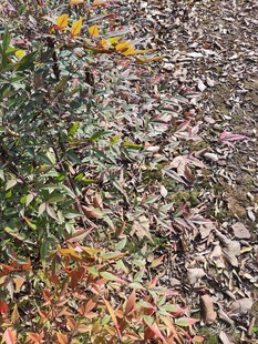 秋日落叶小径的自然景致