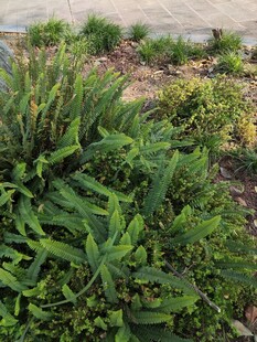 户外繁茂绿植景观