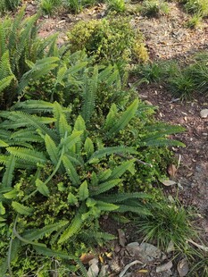 野外丛生的绿色植物