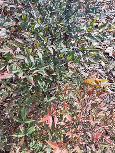 绿叶繁茂的植物景观