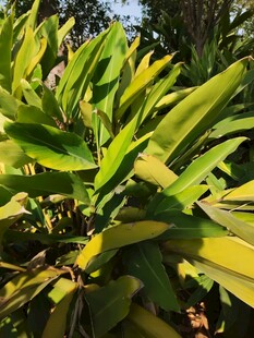 翠绿植物叶片特写