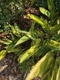 黄绿相间的斑斓植物叶片