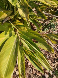 翠绿舒展的热带植物叶片