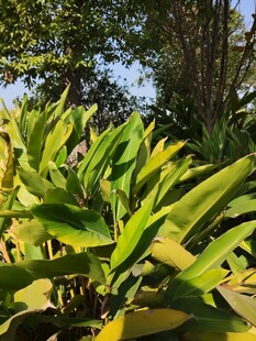 阳光下的翠绿植物