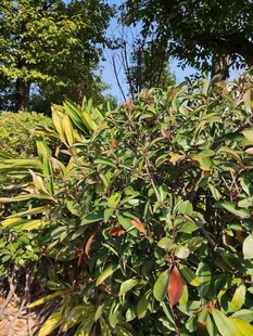 绿叶繁茂的植物景观