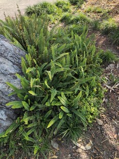 野外丛生的绿色植物