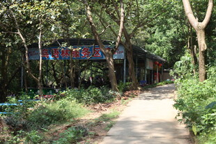 林间小屋隐于葱郁草木间