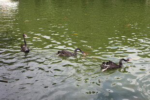 湖面上悠游的几只鸭子