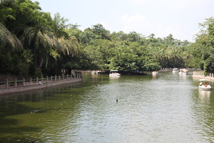 湖畔绿树环绕的宁静风光