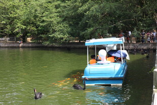 蓝船游于绿水树林间