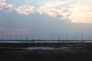 海边暮色中的林立木桩