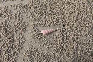 沙滩上的粉色贝壳