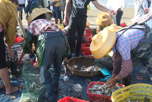 渔民码头忙碌的海鲜交易