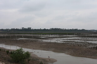 湿地景观 水域与植被相映