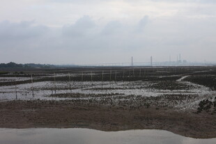 湿地景观 蜿蜒水道