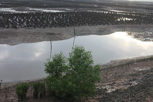 河岸绿植与平静水面景观
