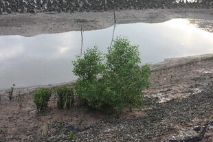 干旱土地上的孤树与水塘