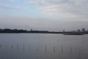 湖畔风光 远处城市与水中桩