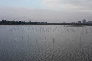 湖畔林立的水中桩景