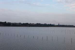 宁静湖面与远方树木景观