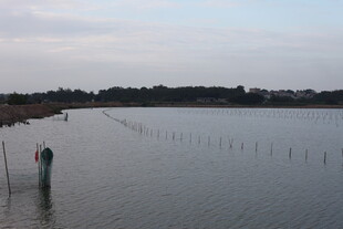 宁静水域与远处植被景观