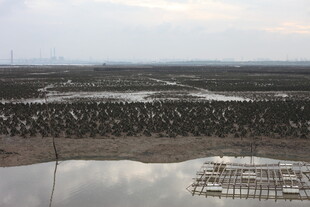 湿地景观中的养殖设施