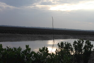 夕阳下的湿地风光