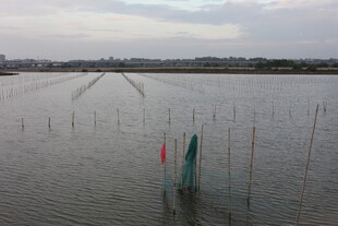 水域中的竹竿与旗帜景观