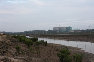 河岸新植苗木景观