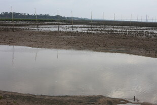 水田风光 静谧乡村景致