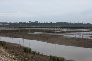 湿地景观 水域与植被并存