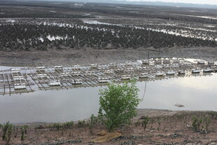 荒漠中的孤独绿意