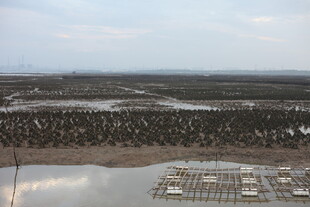 俯瞰广袤湿地景观