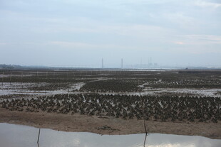 湿地候鸟栖息壮观景象