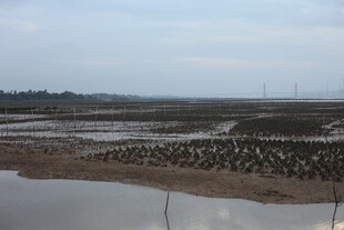 湿地滩涂景象
