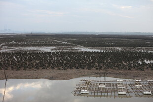 俯瞰湿地与水上建筑景观