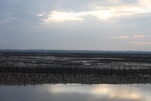 黄昏下的湿地静谧景象