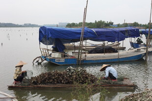 水乡渔民劳作场景