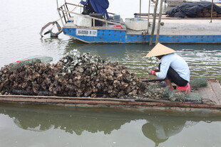 渔民船上忙碌分拣海产品