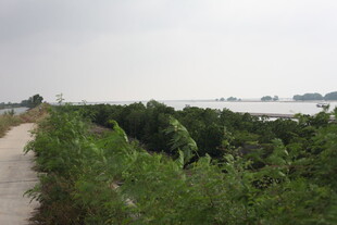 乡间小路旁的繁茂绿植景观