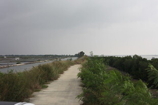 绿植相伴的宁静路