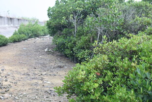 海岸边的繁茂灌木丛