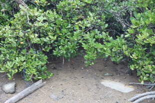 沙地上的绿色灌木丛