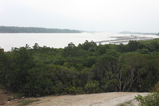 河畔茂密树林景观