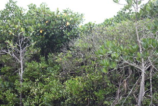 茂密的红树林景观