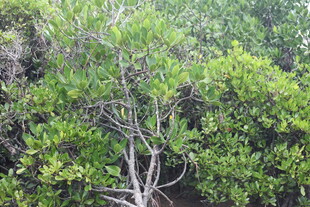 茂密的红树林景观